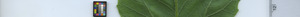 leafstrip