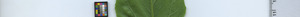 leafstrip