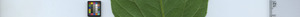 leafstrip