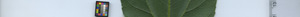 leafstrip