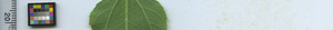 leafstrip
