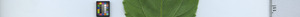 leafstrip