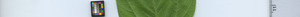leafstrip