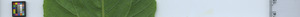 leafstrip