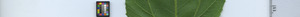 leafstrip