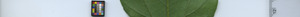 leafstrip