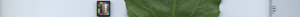leafstrip