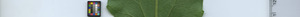 leafstrip