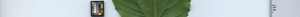 leafstrip