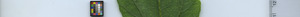 leafstrip