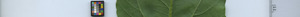 leafstrip