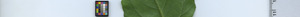 leafstrip