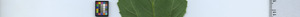leafstrip