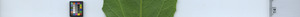 leafstrip
