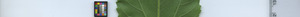 leafstrip