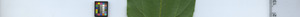leafstrip
