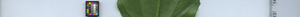leafstrip