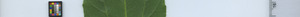 leafstrip