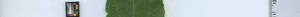 leafstrip