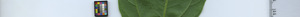 leafstrip