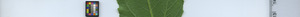 leafstrip