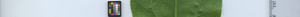 leafstrip