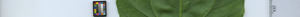leafstrip