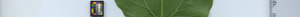leafstrip