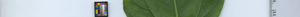 leafstrip