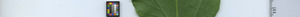leafstrip