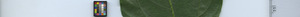 leafstrip