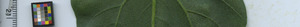 leafstrip