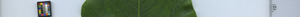 leafstrip