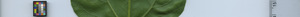 leafstrip