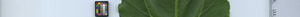 leafstrip