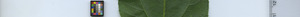 leafstrip