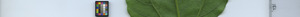 leafstrip