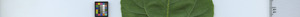 leafstrip