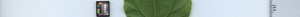 leafstrip