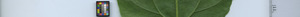 leafstrip