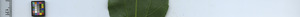 leafstrip