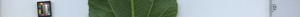 leafstrip