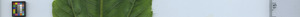 leafstrip