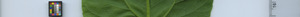 leafstrip