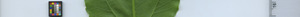 leafstrip