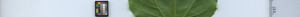 leafstrip