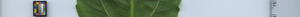 leafstrip