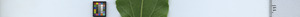 leafstrip
