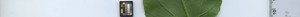 leafstrip