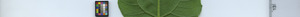 leafstrip